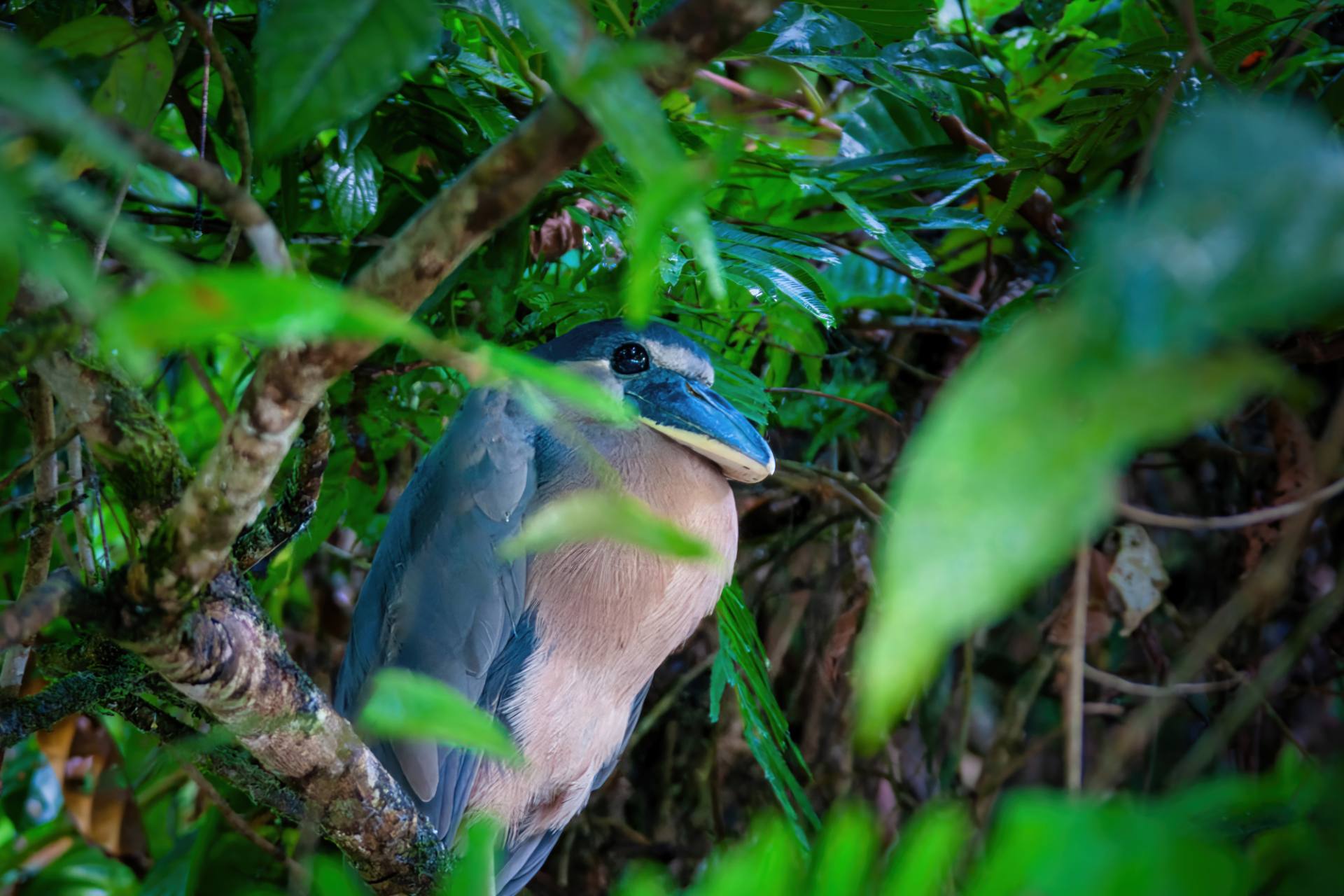 Kahnschnabelreiher (Cochlearius cochlearius) oder Kahnschnabel